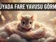 "Rüyada Fare Yavrusu Görmek"