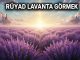 "Rüyada Lavanta Görmek"