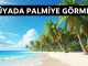 "Rüyada Palmiye Görmek"