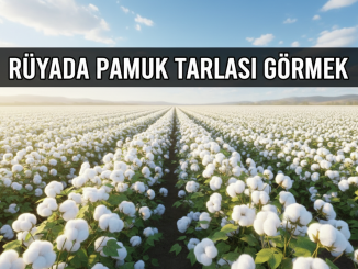 "Rüyada Pamuk Tarlası Görmek"