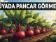 "Rüyada Pancar Görmek"