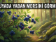 "Rüyada Yaban Mersini Görmek"