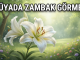 "Rüyada Zambak Görmek"