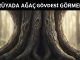"Rüyada Ağaç Gövdesi Görmek"