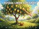 "Rüyada Limon Toplamak"