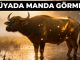 "Rüyada Manda Görmek"