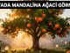 "Rüyada Mandalina Ağacı Görmek"