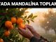 "Rüyada Mandalina Toplamak"
