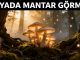 "Rüyada Mantar Görmek"