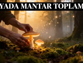 "Rüyada Mantar Toplamak"