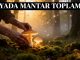 "Rüyada Mantar Toplamak"