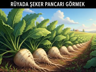"Rüyada Şeker Pancarı Görmek"