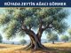 "Rüyada Zeytin Ağacı Görmek"