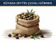 "Rüyada Zeytin Çuvalı Görmek"