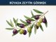 "Rüyada Zeytin Görmek"