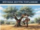 "Rüyada Zeytin Toplamak"