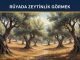 "Rüyada Zeytinlik Görmek"