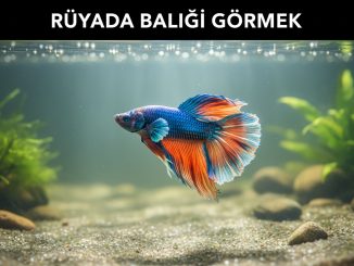 "Rüyada Balığı Görmek"