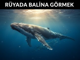 "Rüyada Balina Görmek"