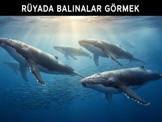 "Rüyada Balinalar Görmek"
