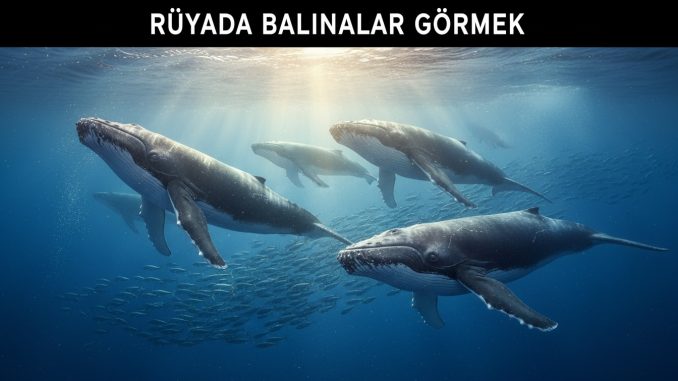 "Rüyada Balinalar Görmek"