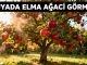 "Rüyada Elma Ağacı Görmek"