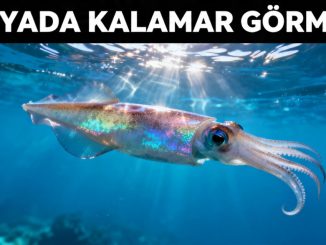 "Rüyada Kalamar Görmek"