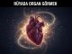 "Rüyada Organ Görmek"