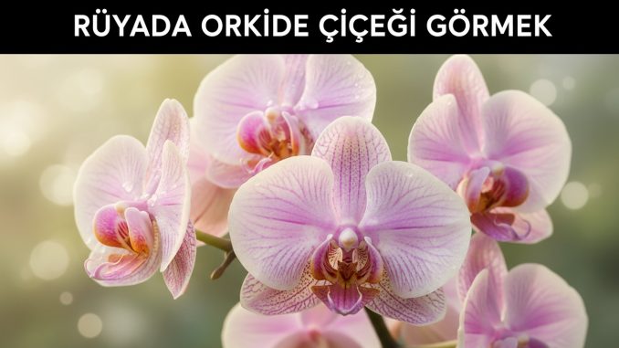 "Rüyada Orkide Çiçeği Görmek"