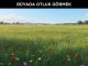 "Rüyada Otluk Görmek"