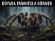 "Rüyada Tarantula Görmek"