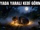 "Rüyada Yaralı Kedi Görmek"