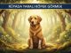 "Rüyada Yaralı Köpek Görmek"