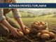 "Rüyada Patates Toplamak"